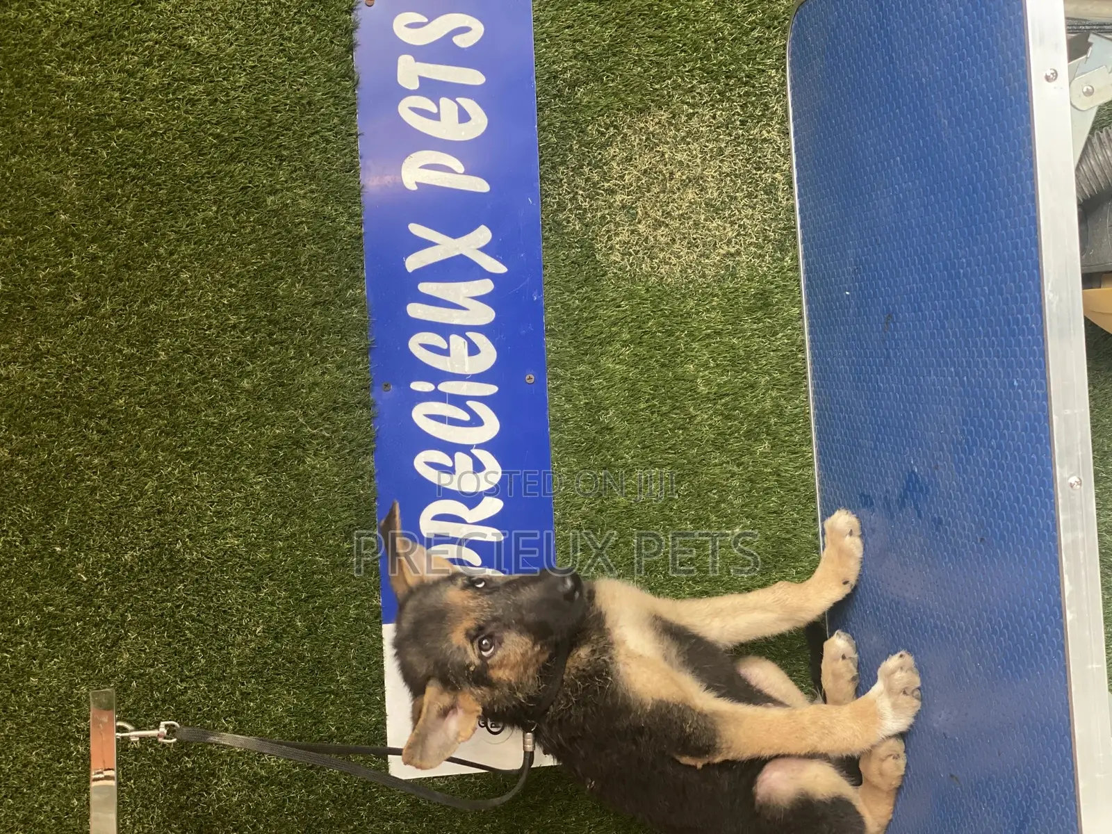 1-3 months Female Purebred German Shepherd