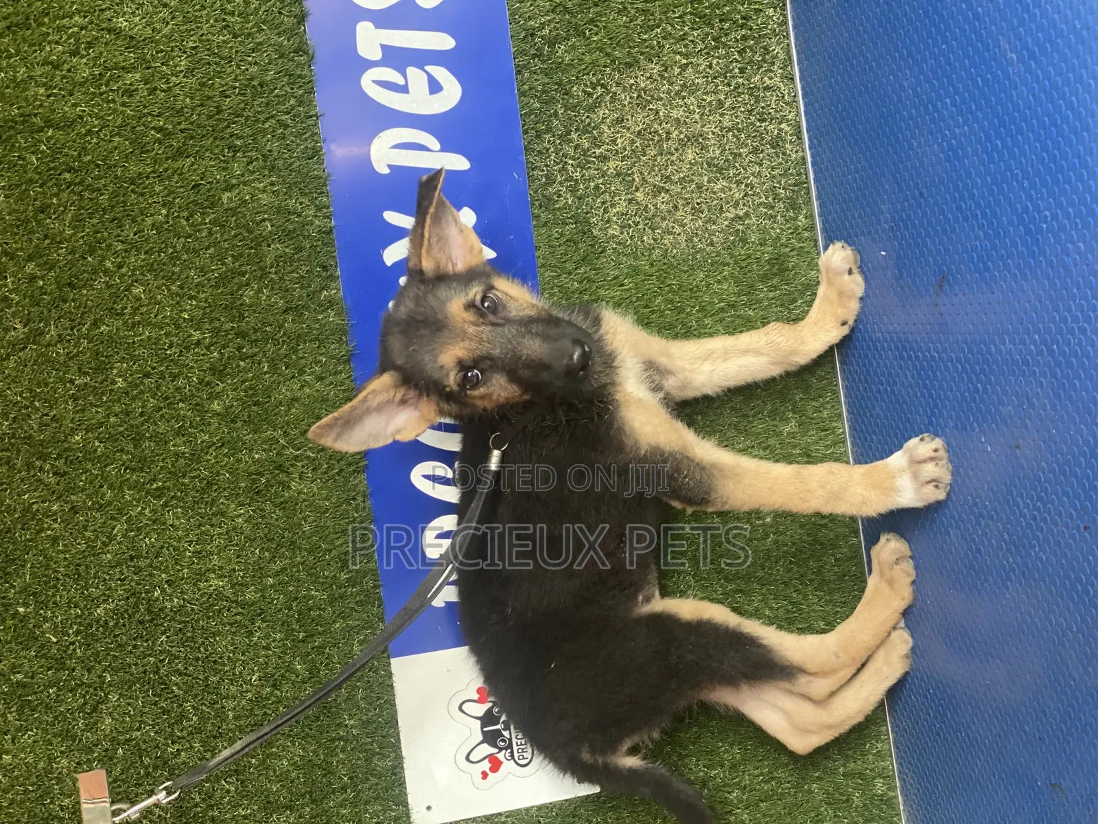 1-3 months Female Purebred German Shepherd