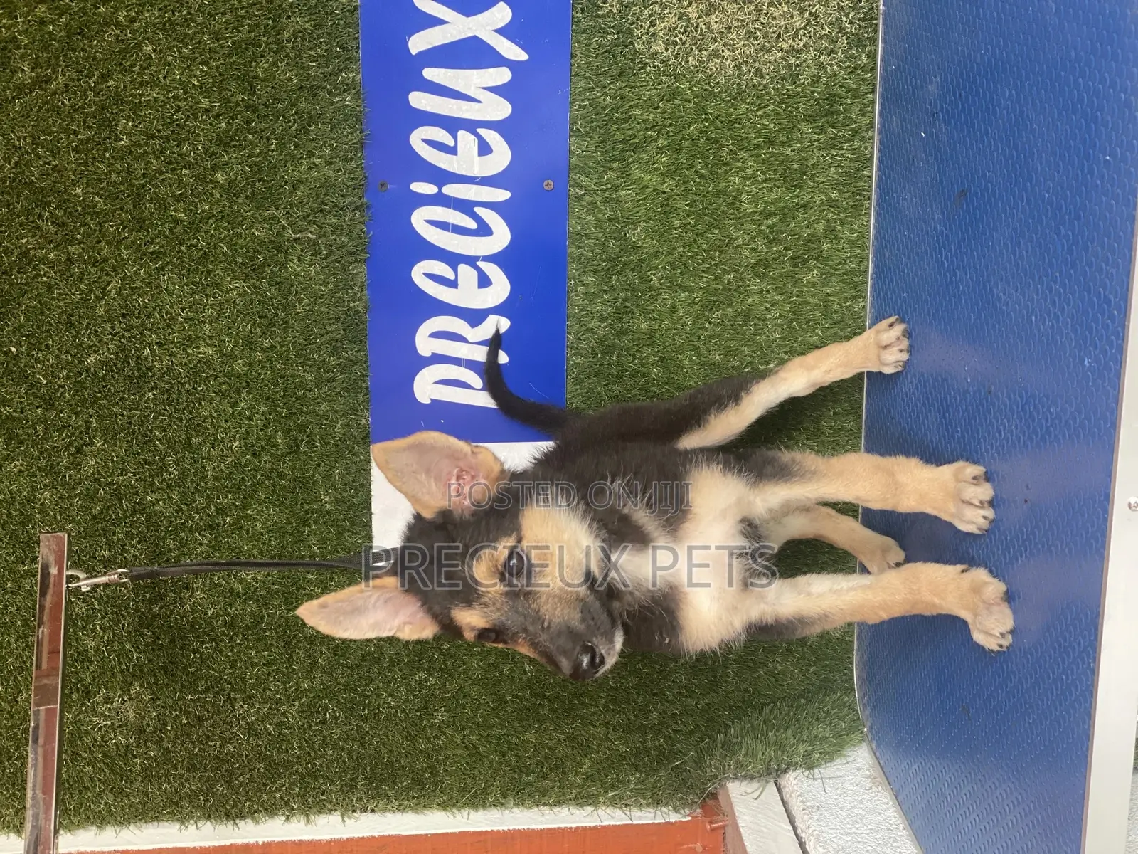 1-3 months Female Purebred German Shepherd
