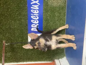 1-3 months Female Purebred German Shepherd