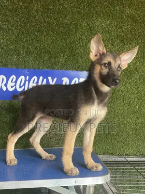 1-3 months Female Purebred German Shepherd