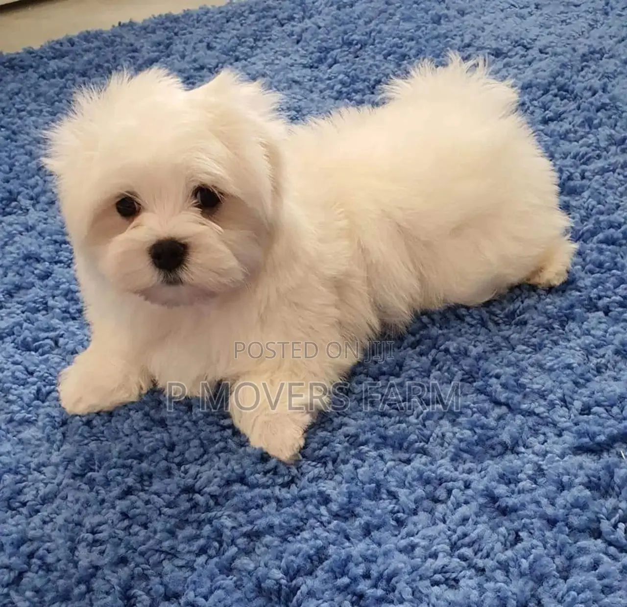 1-3 months Male Purebred Poodle
