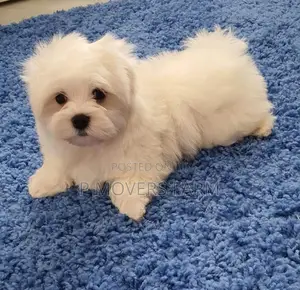 1-3 months Male Purebred Poodle