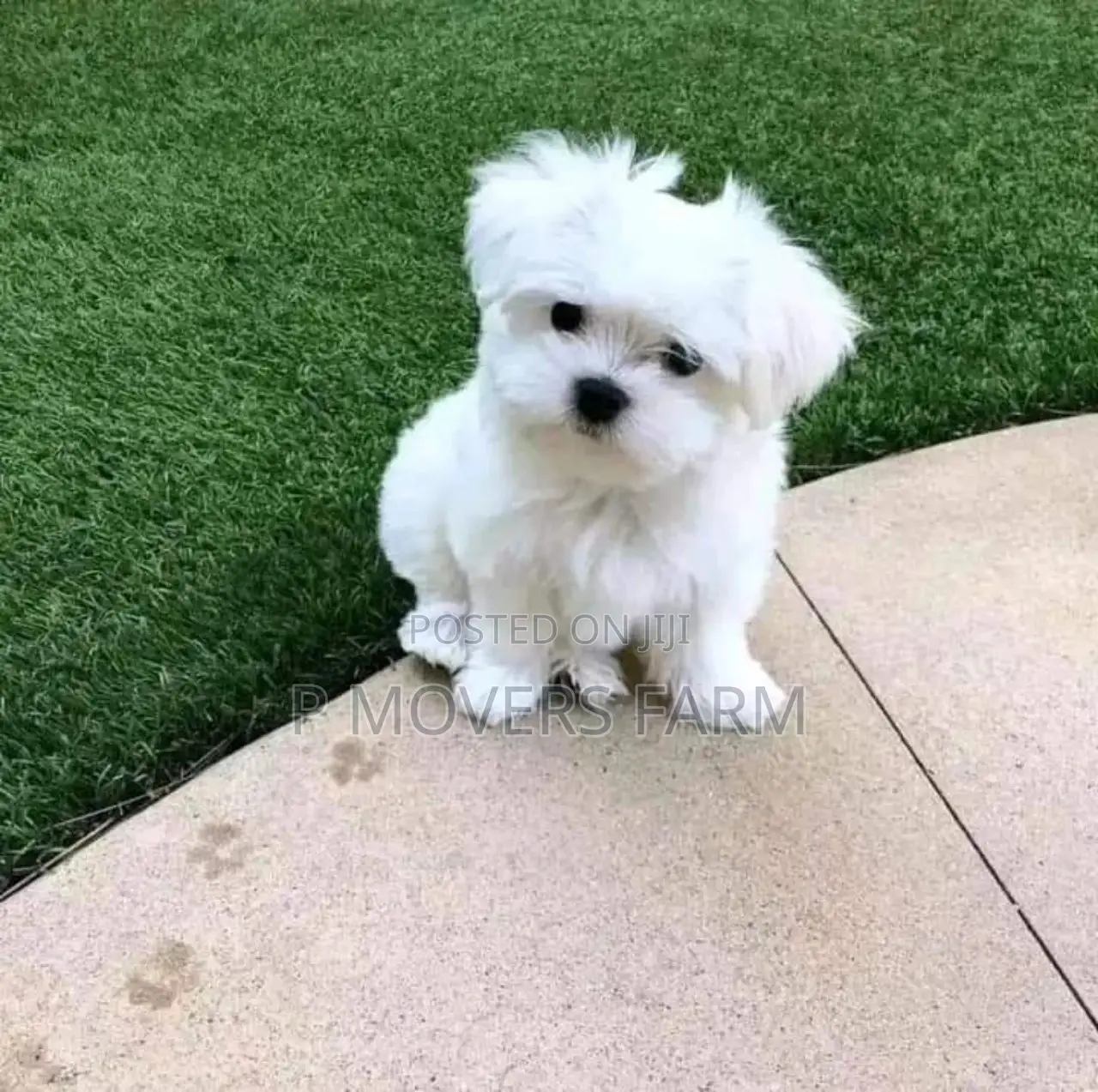 1-3 months Male Purebred Maltese