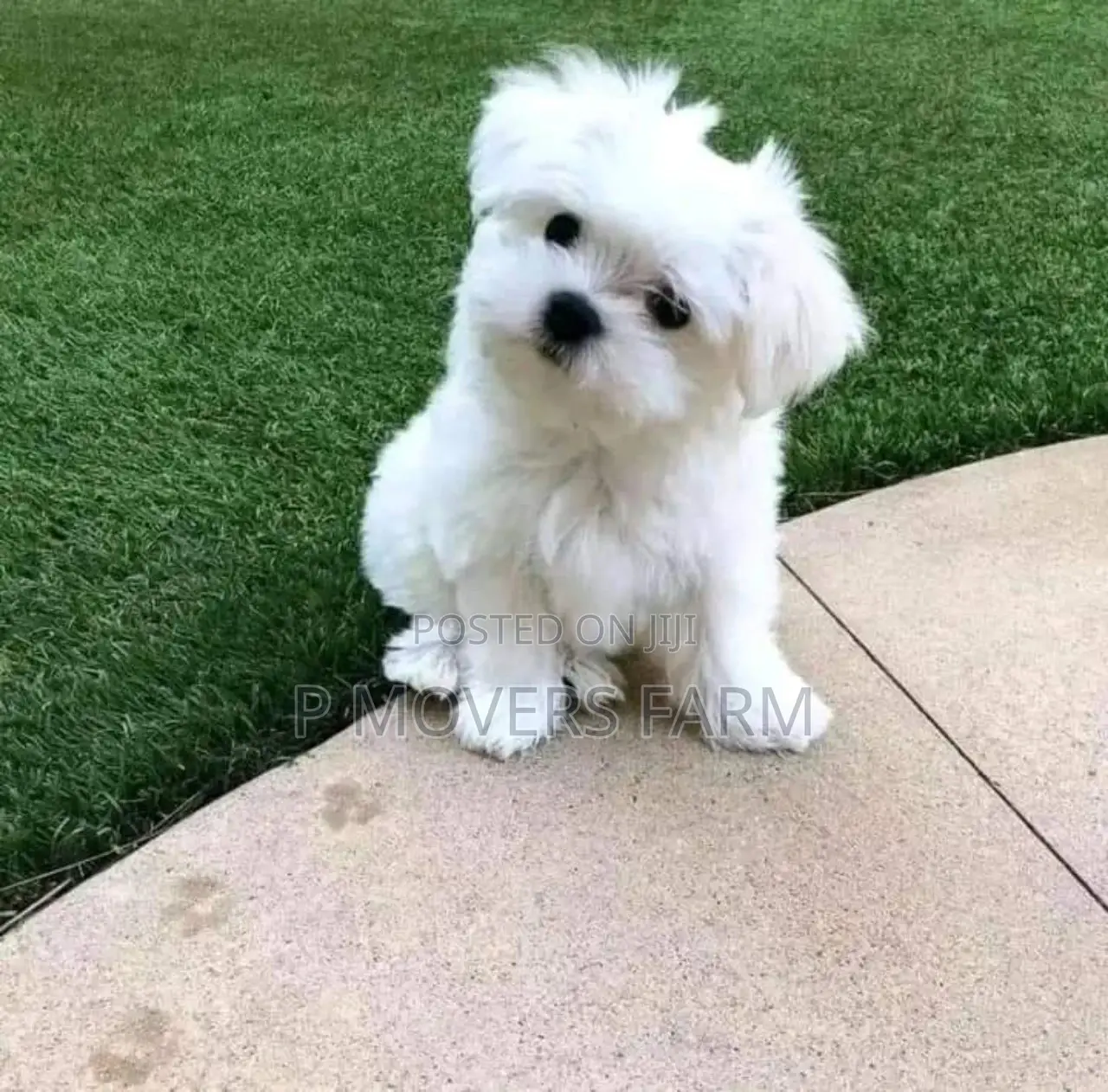 1-3 months Male Purebred Maltese