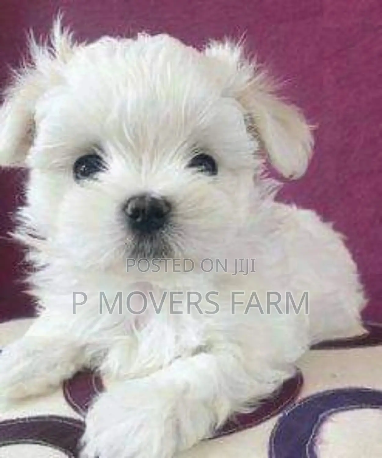 1-3 months Female Purebred Maltese