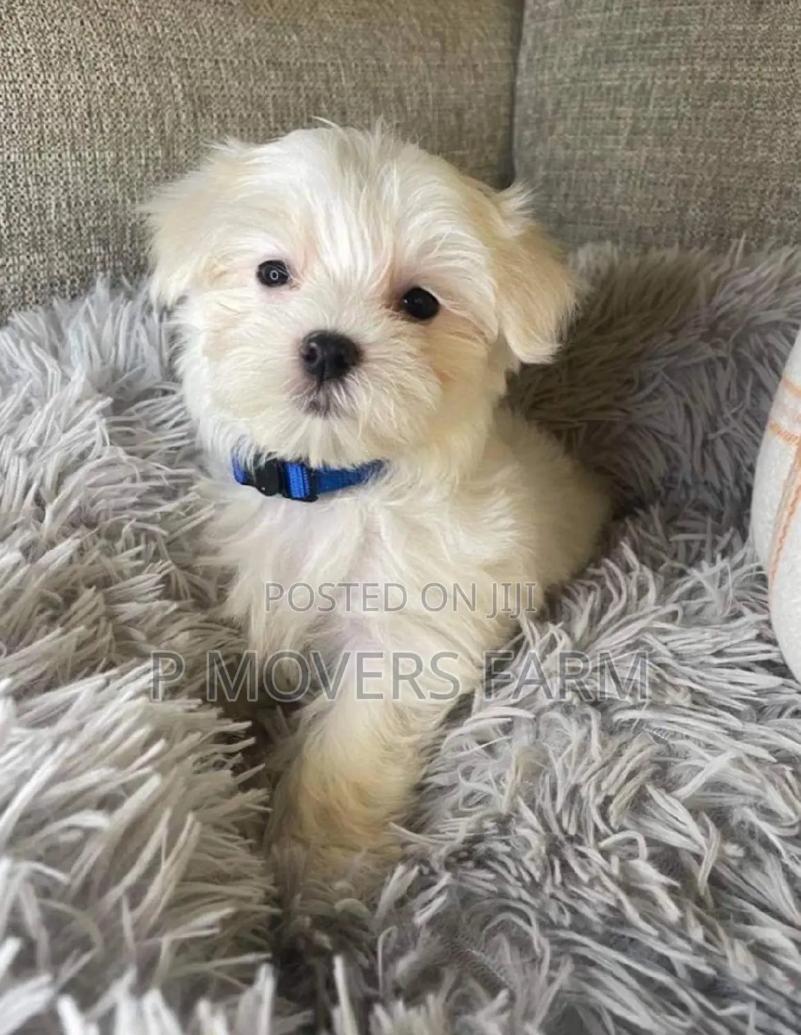 1-3 months Male Purebred Maltese