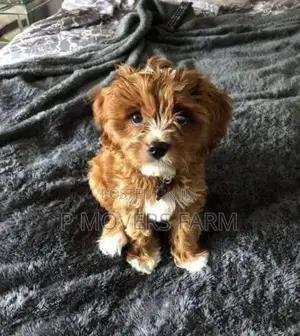 1-3 months Male Purebred Poodle