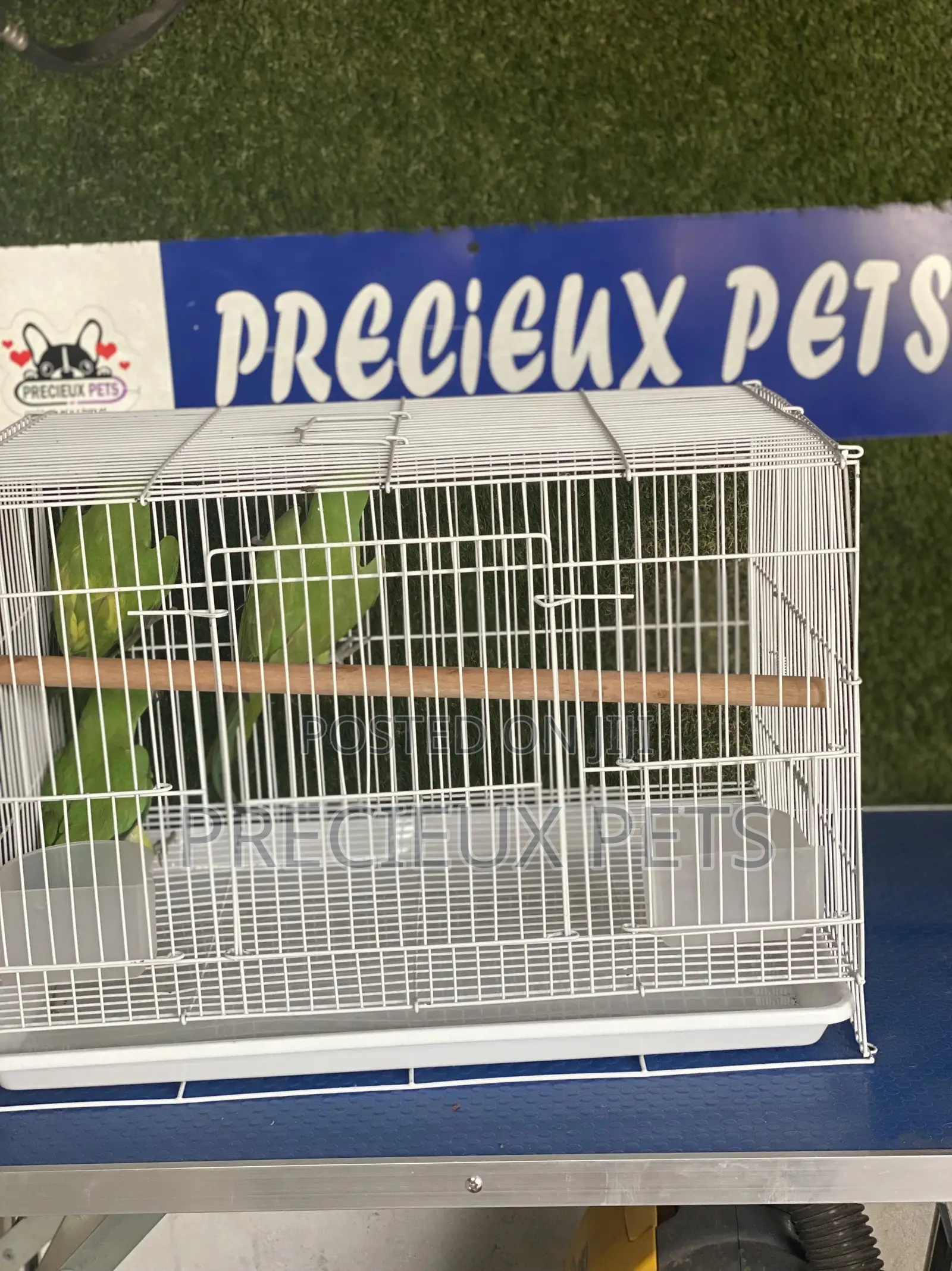 African Ringneck/Longtail Parrakeet