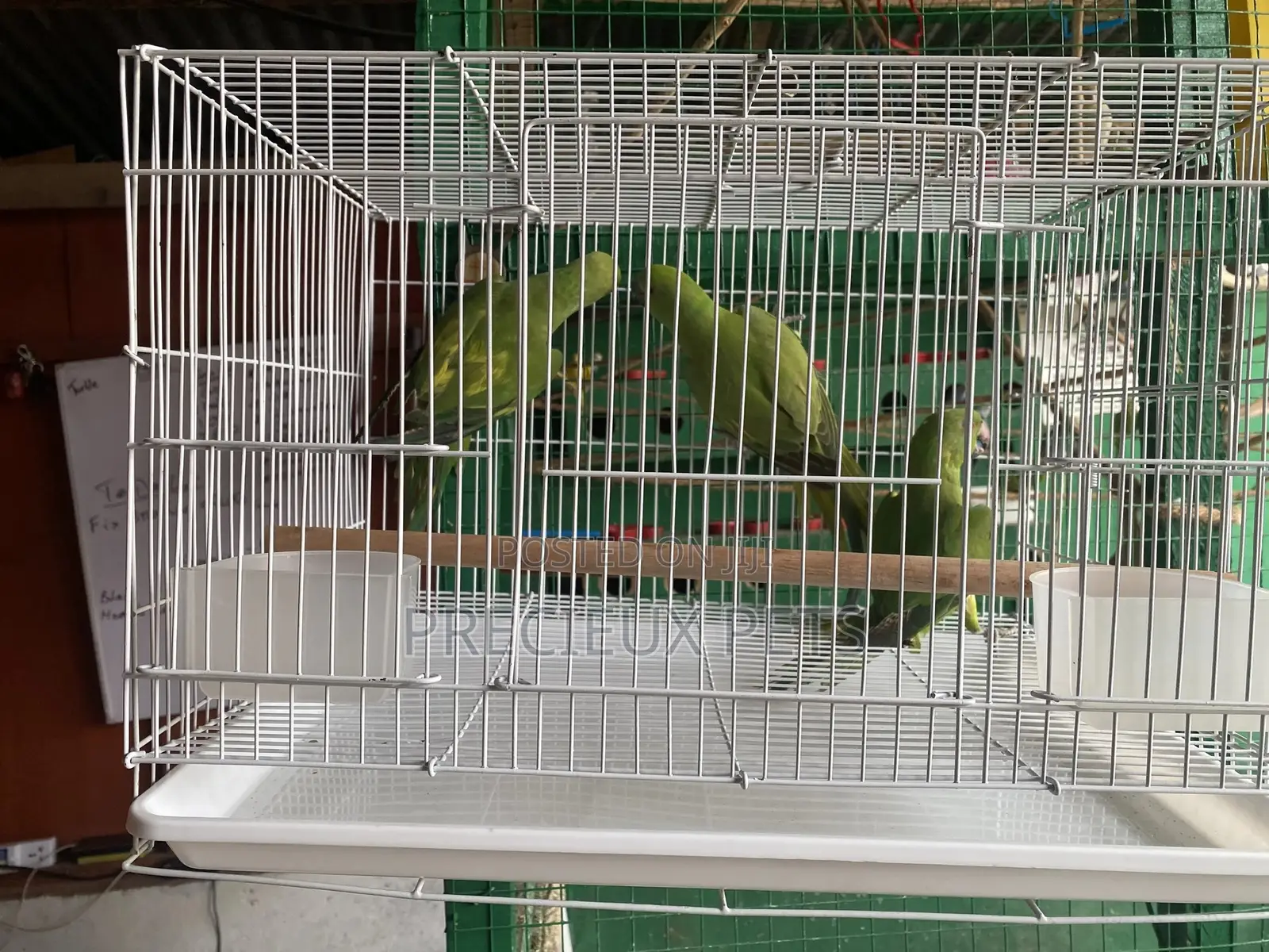 African Ringneck/Longtail Parrakeet