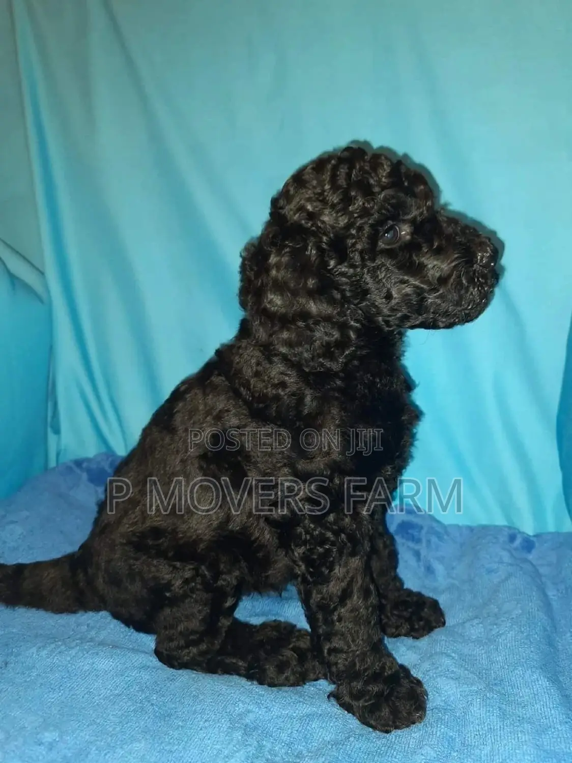 1-3 months Male Purebred Poodle