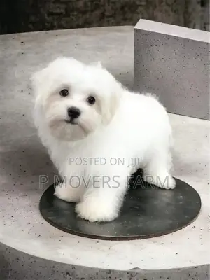 1-3 months Male Purebred Maltese