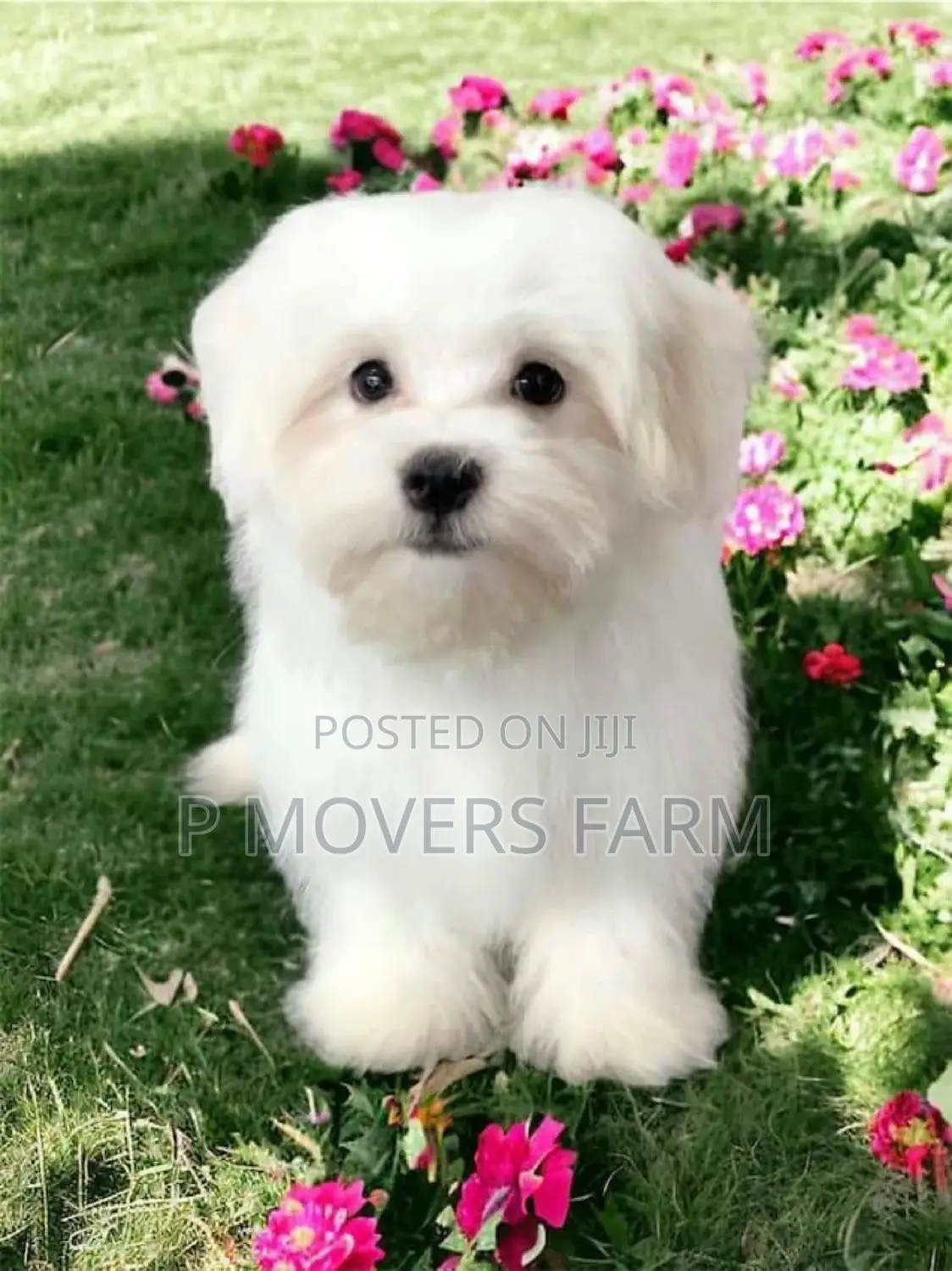 1-3 months Male Purebred Poodle