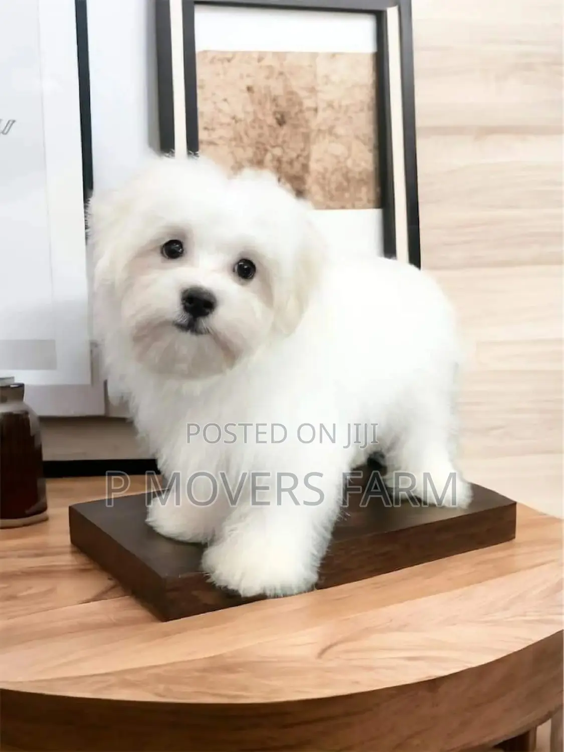 1-3 months Male Purebred Maltese