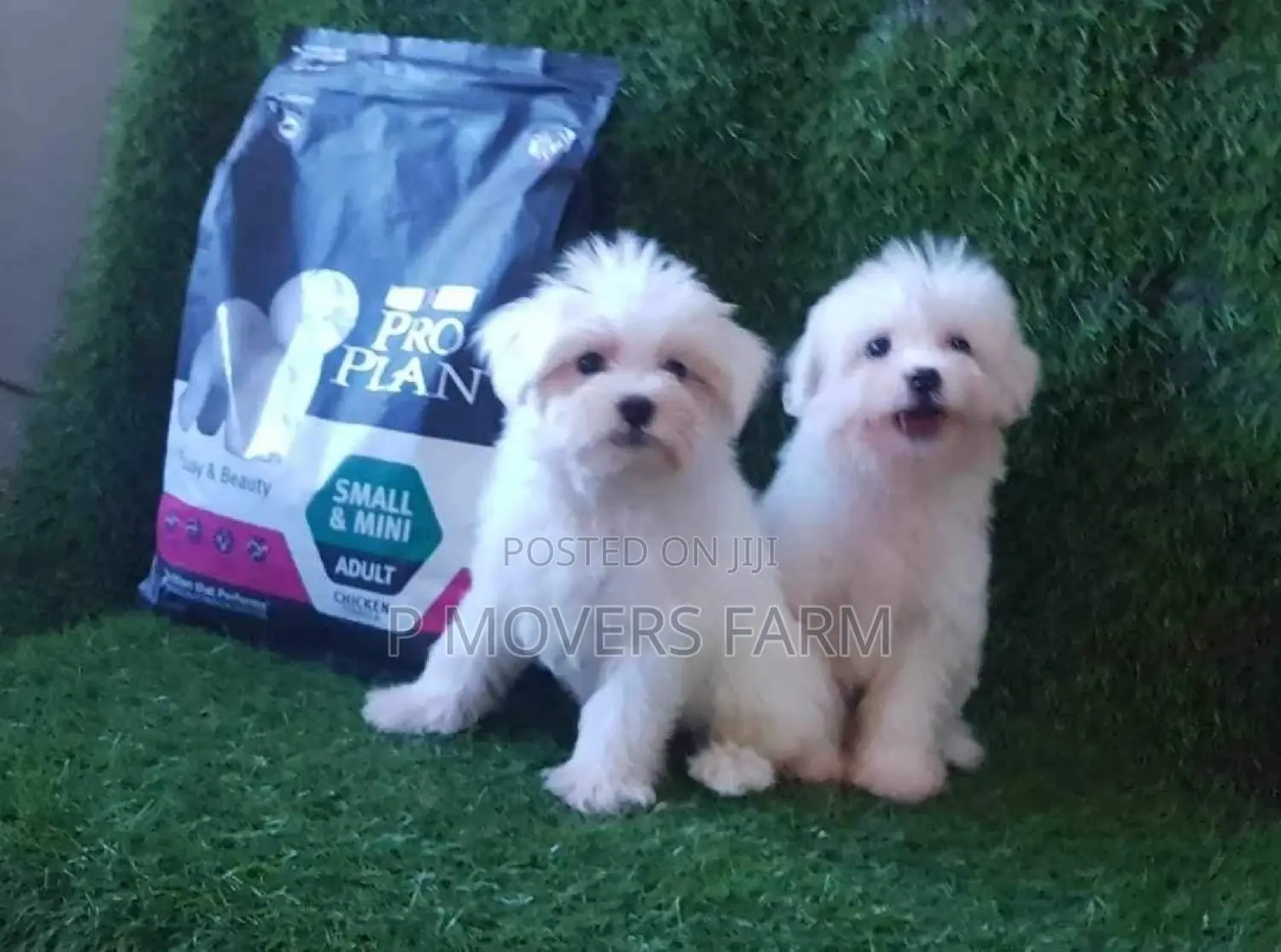 1-3 months Male Purebred Maltese