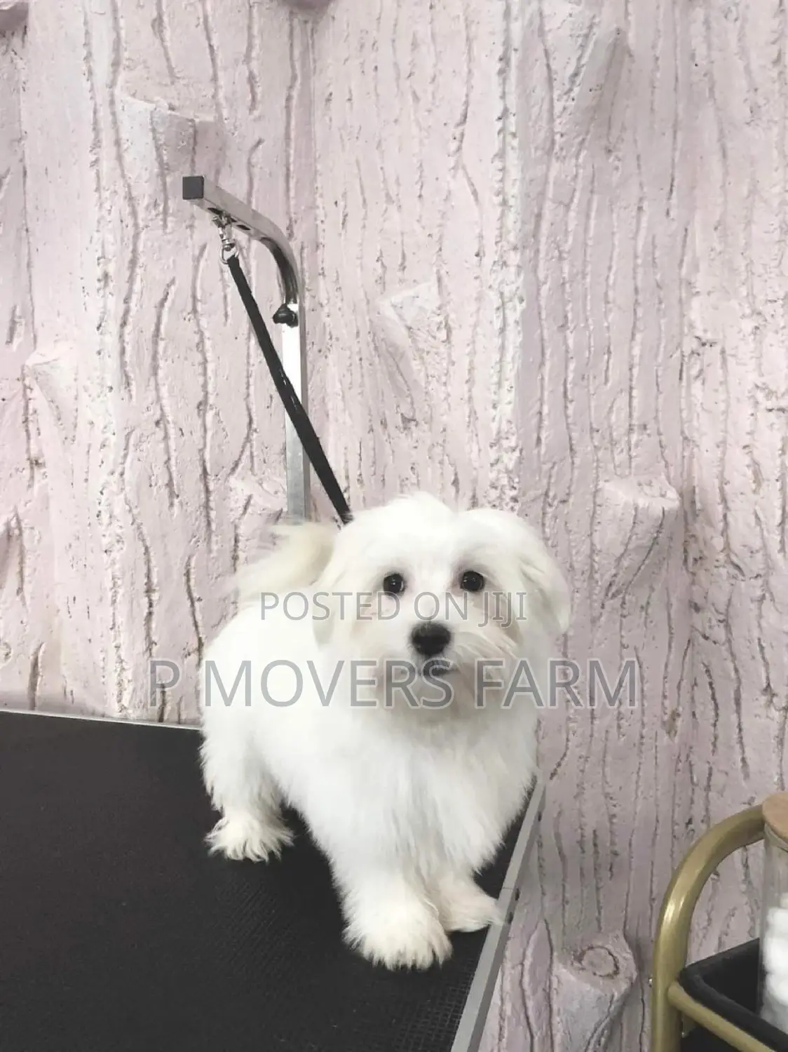1-3 months Male Purebred Maltese