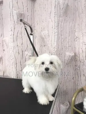 1-3 months Male Purebred Maltese