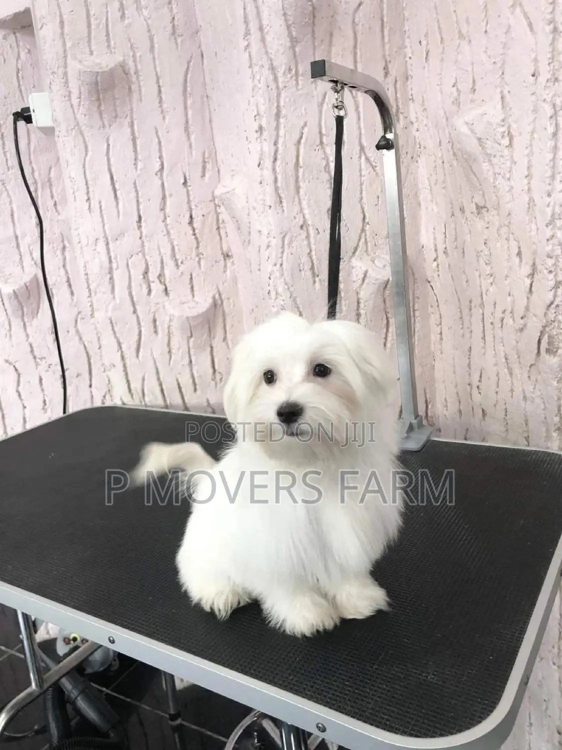 1-3 months Male Purebred Maltese