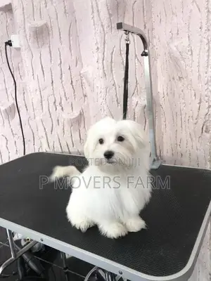 1-3 months Male Purebred Maltese