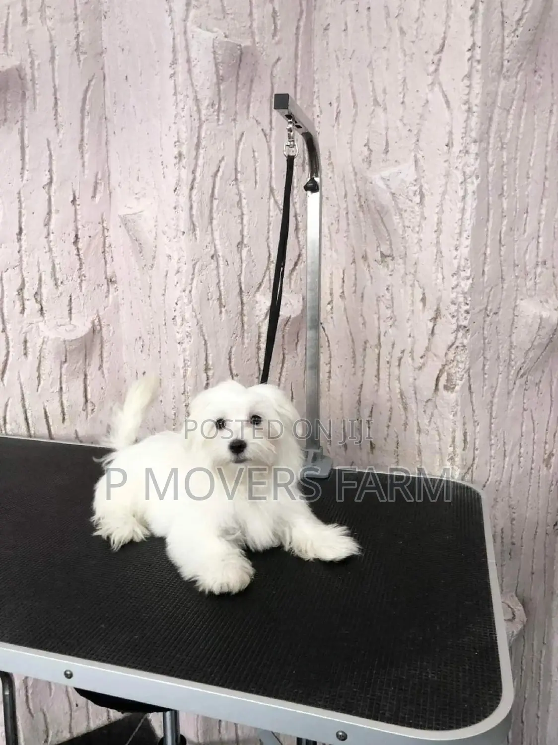 1-3 months Male Purebred Maltese