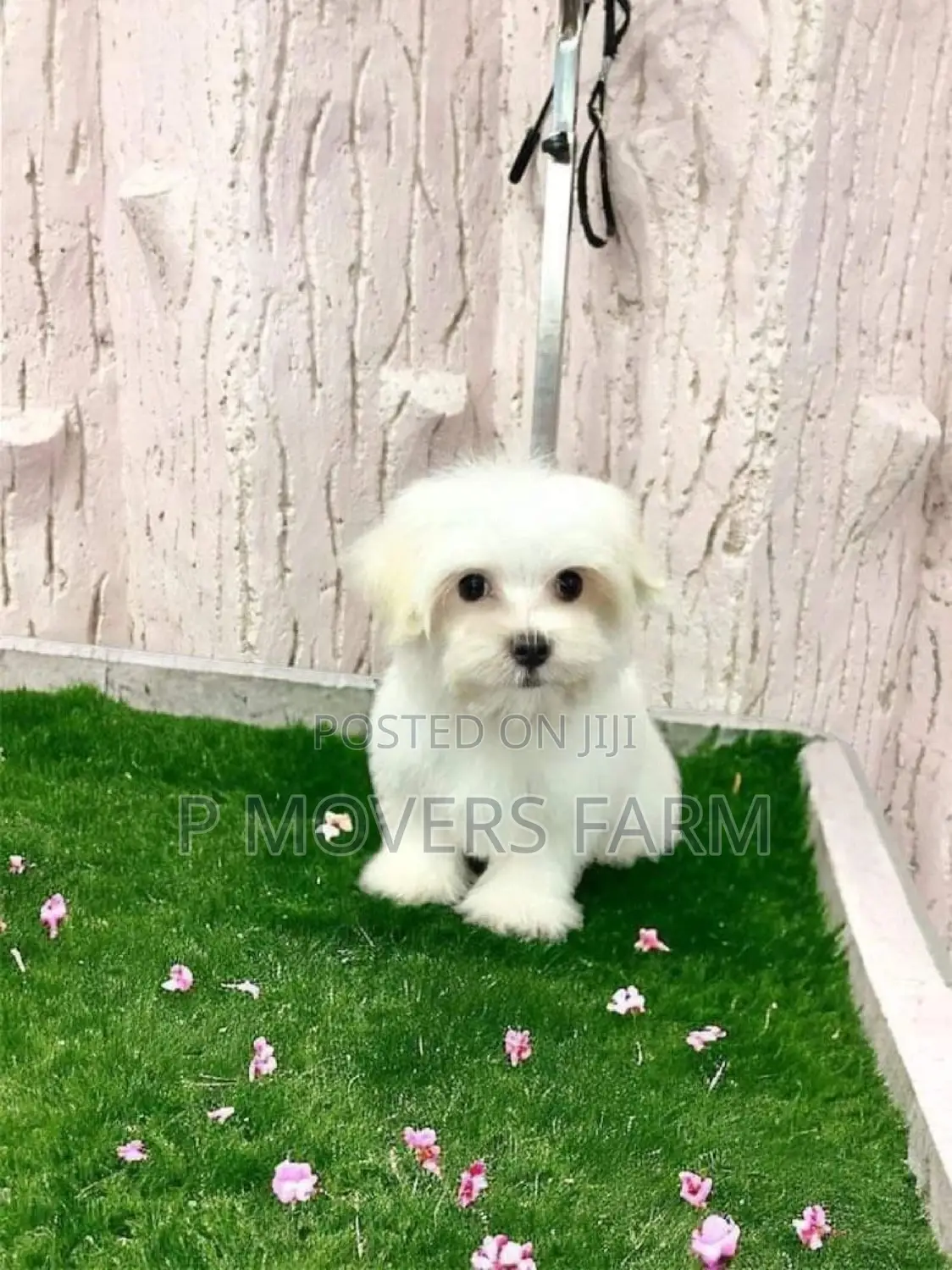 1-3 months Male Purebred Maltese