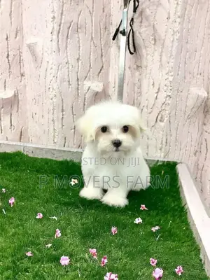 1-3 months Male Purebred Maltese