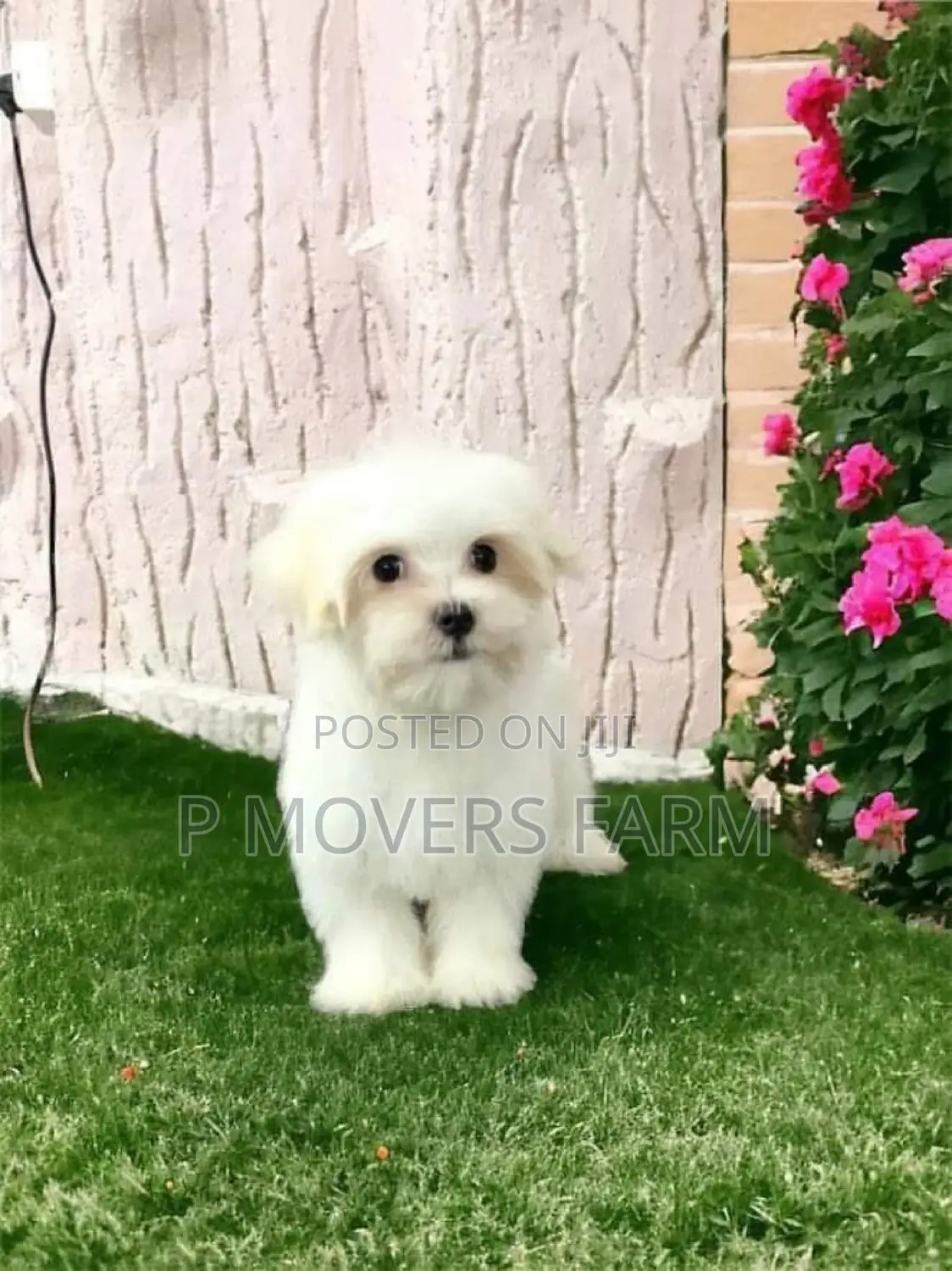 1-3 months Male Purebred Maltese