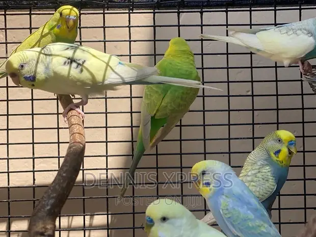Budgies(Male and Female) (Young and Adult in Kumasi Metropolitan