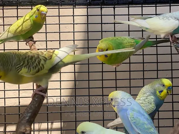 Budgies(Male and Female) (Young and Adult in Kumasi Metropolitan - Main Image