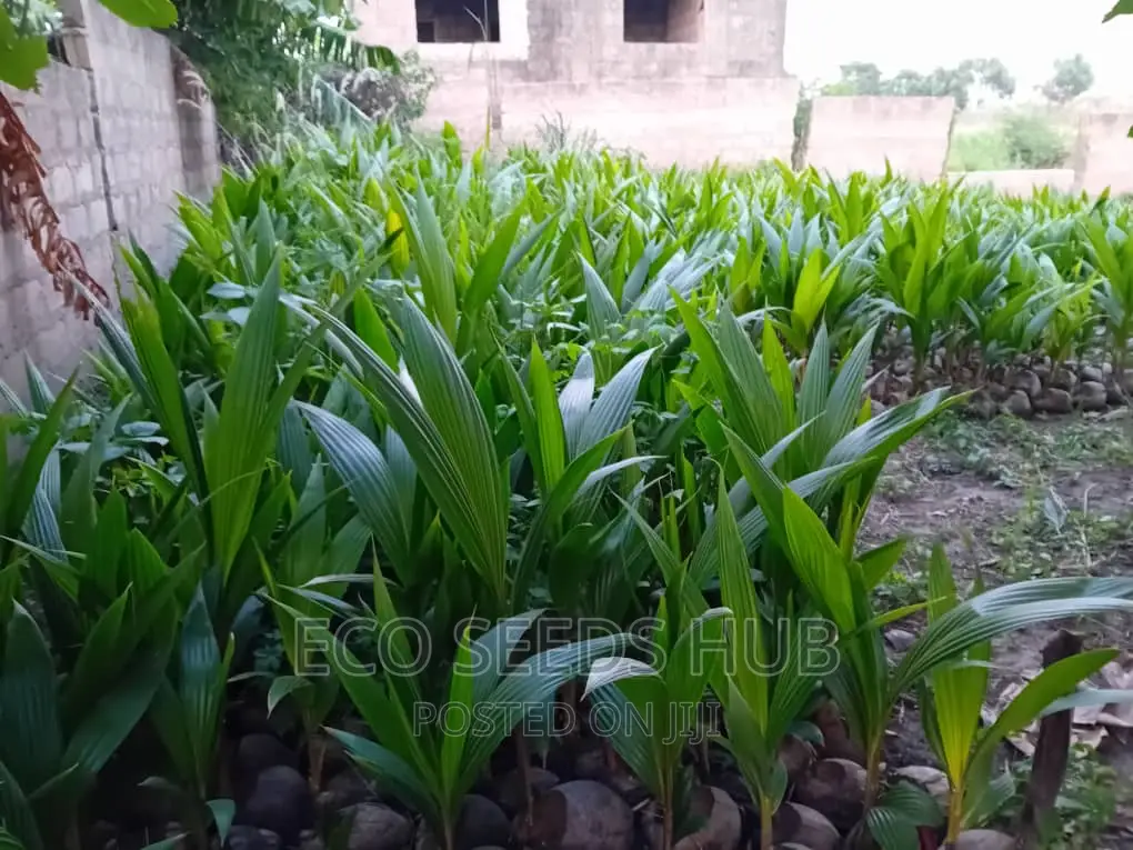 Exotic Dwarf Coconut Seedlings