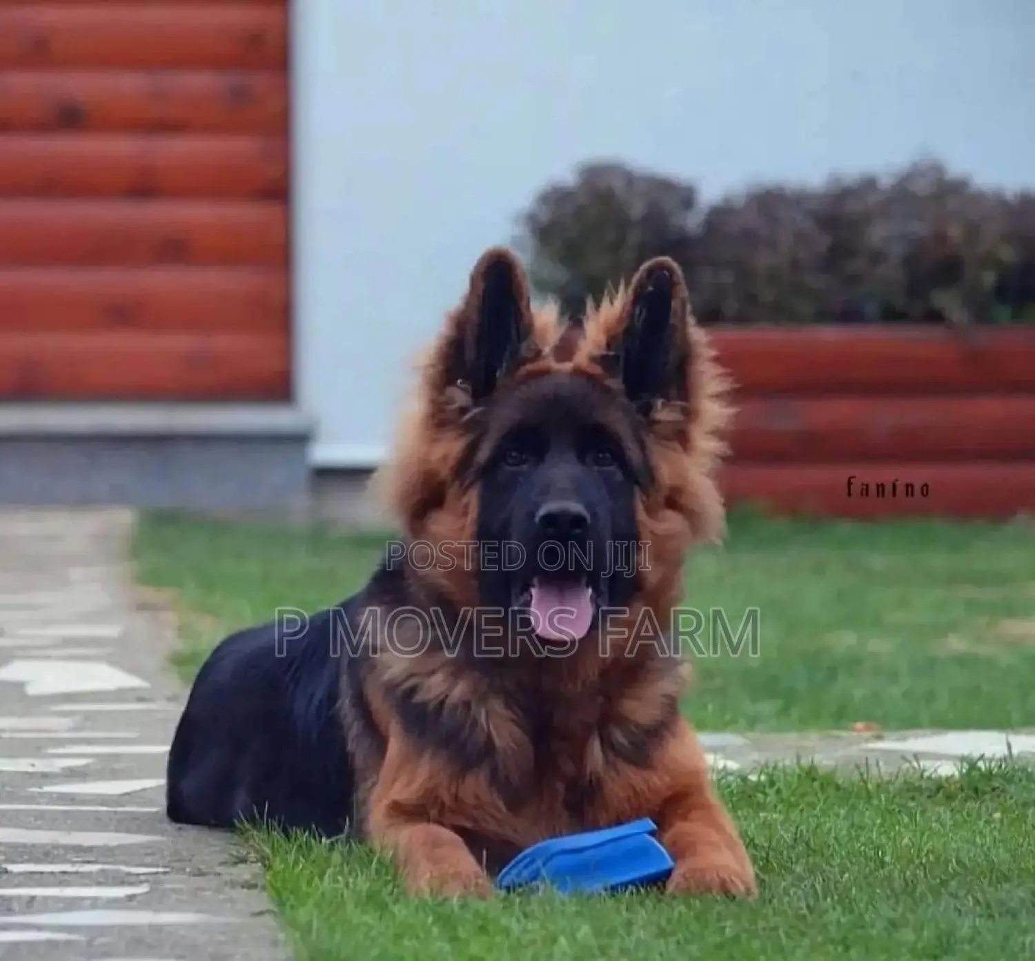 1-3 months Male Purebred German Shepherd