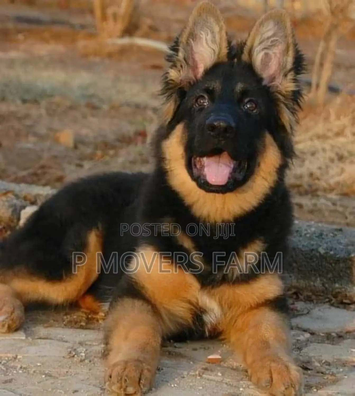 1-3 months Male Purebred German Shepherd