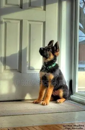 1-3 months Male Purebred German Shepherd