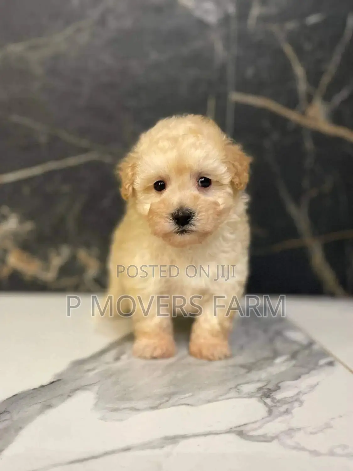 1-3 months Female Purebred Poodle