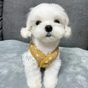1-3 months Male Purebred Poodle