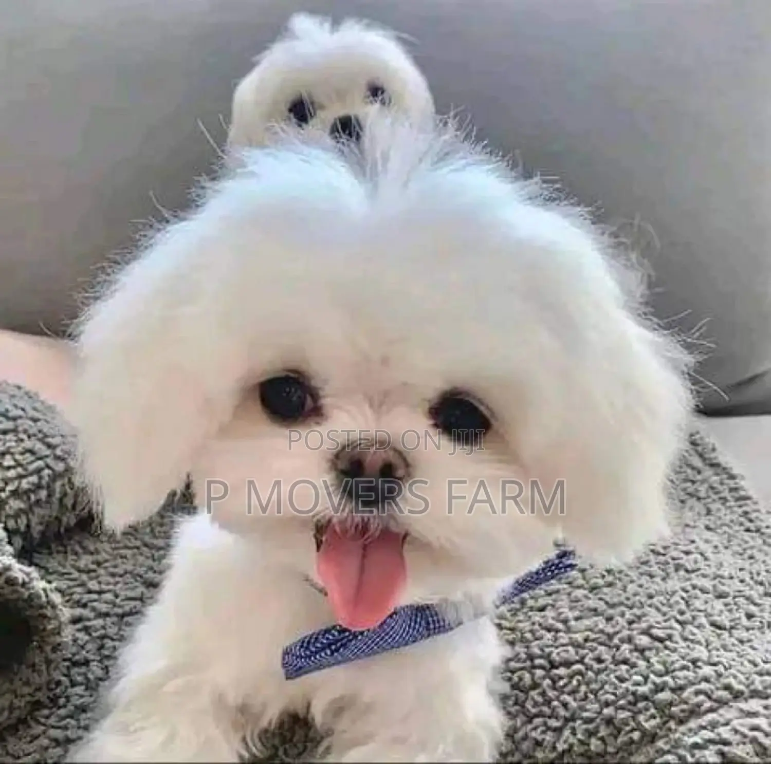 1-3 months Male Purebred Maltese