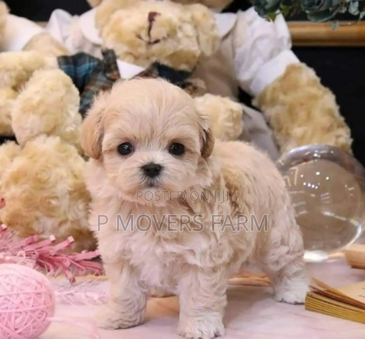 1-3 months Male Purebred Poodle