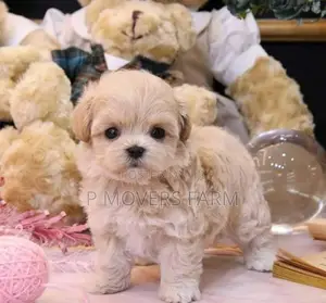 1-3 months Male Purebred Poodle