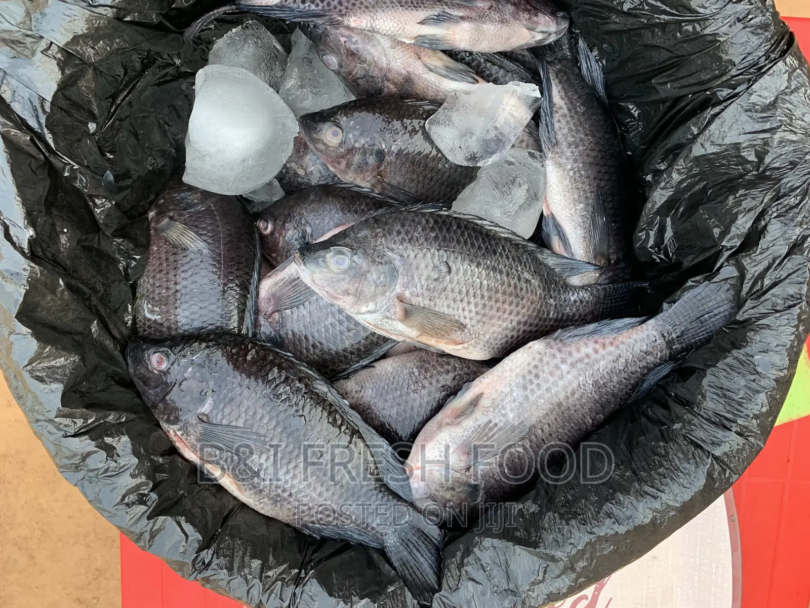 Fresh Tilapia for Sale