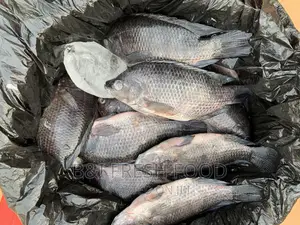 Fresh Tilapia for Sale