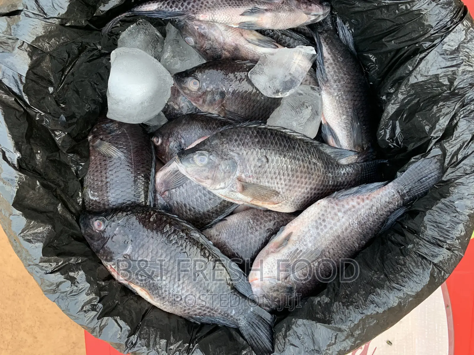 Fresh Tilapia for Sale