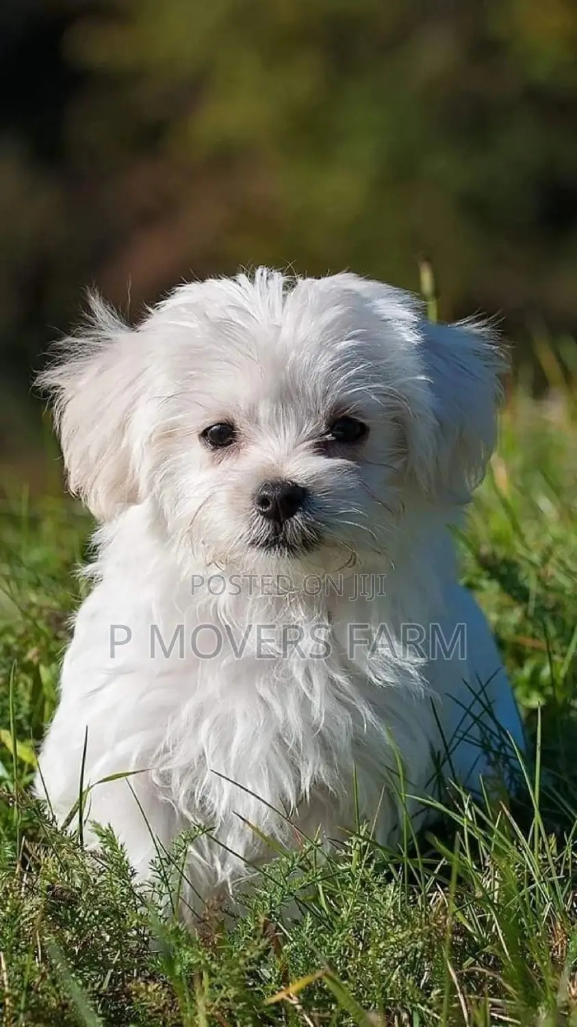 1-3 months Male Purebred Maltese