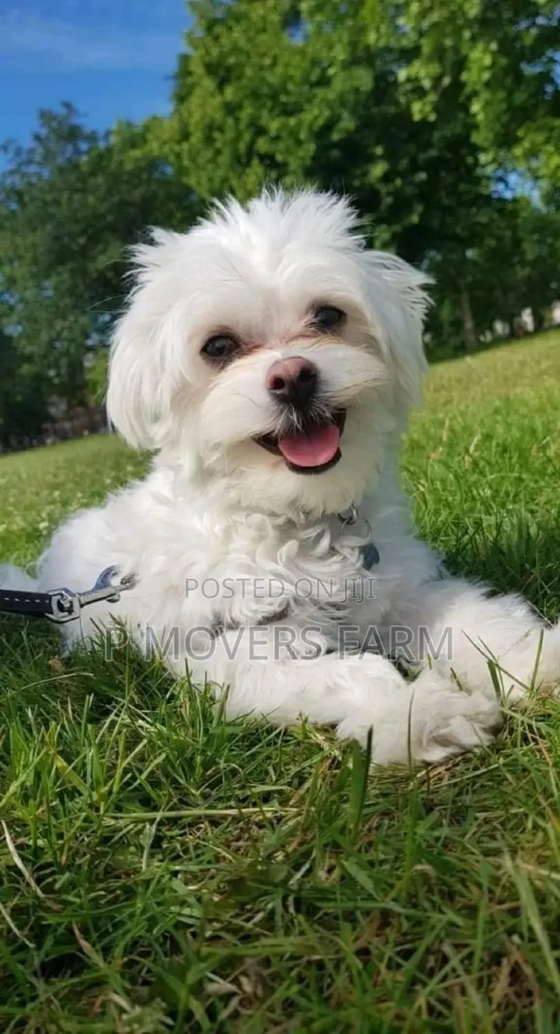 1-3 months Male Purebred Maltese