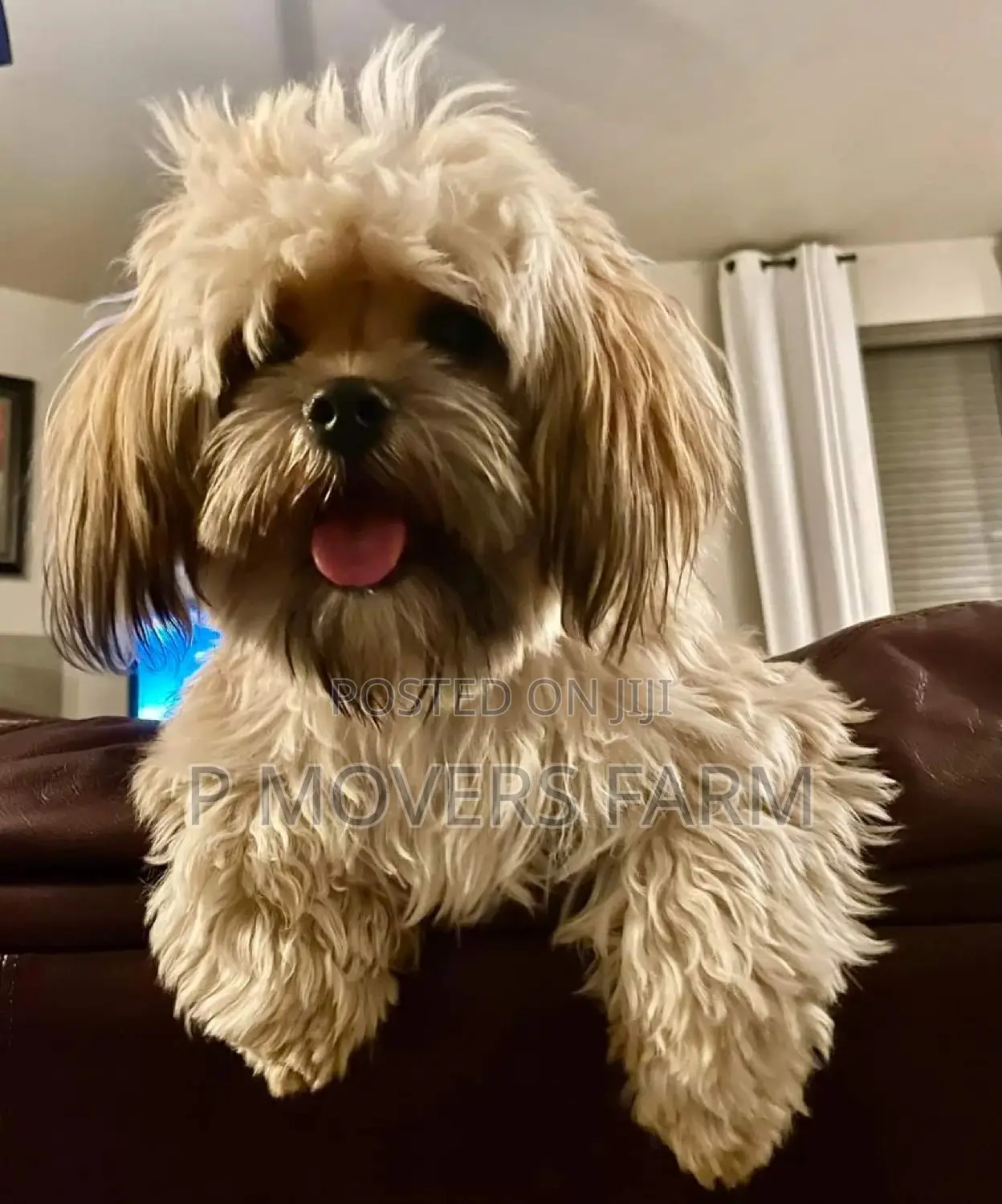 1-3 months Male Purebred Poodle