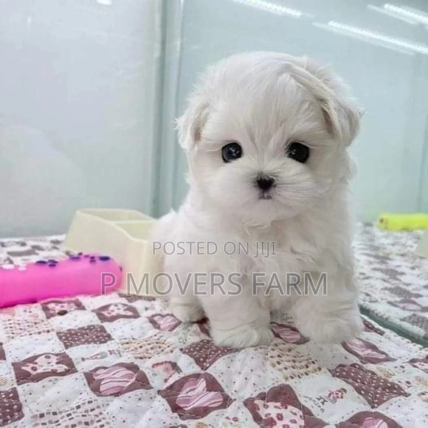 1-3 months Female Purebred Poodle