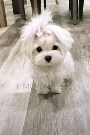 1-3 months Male Purebred Maltese