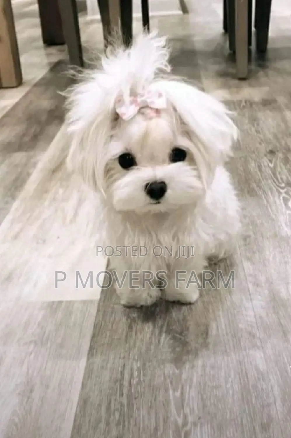 1-3 months Male Purebred Maltese