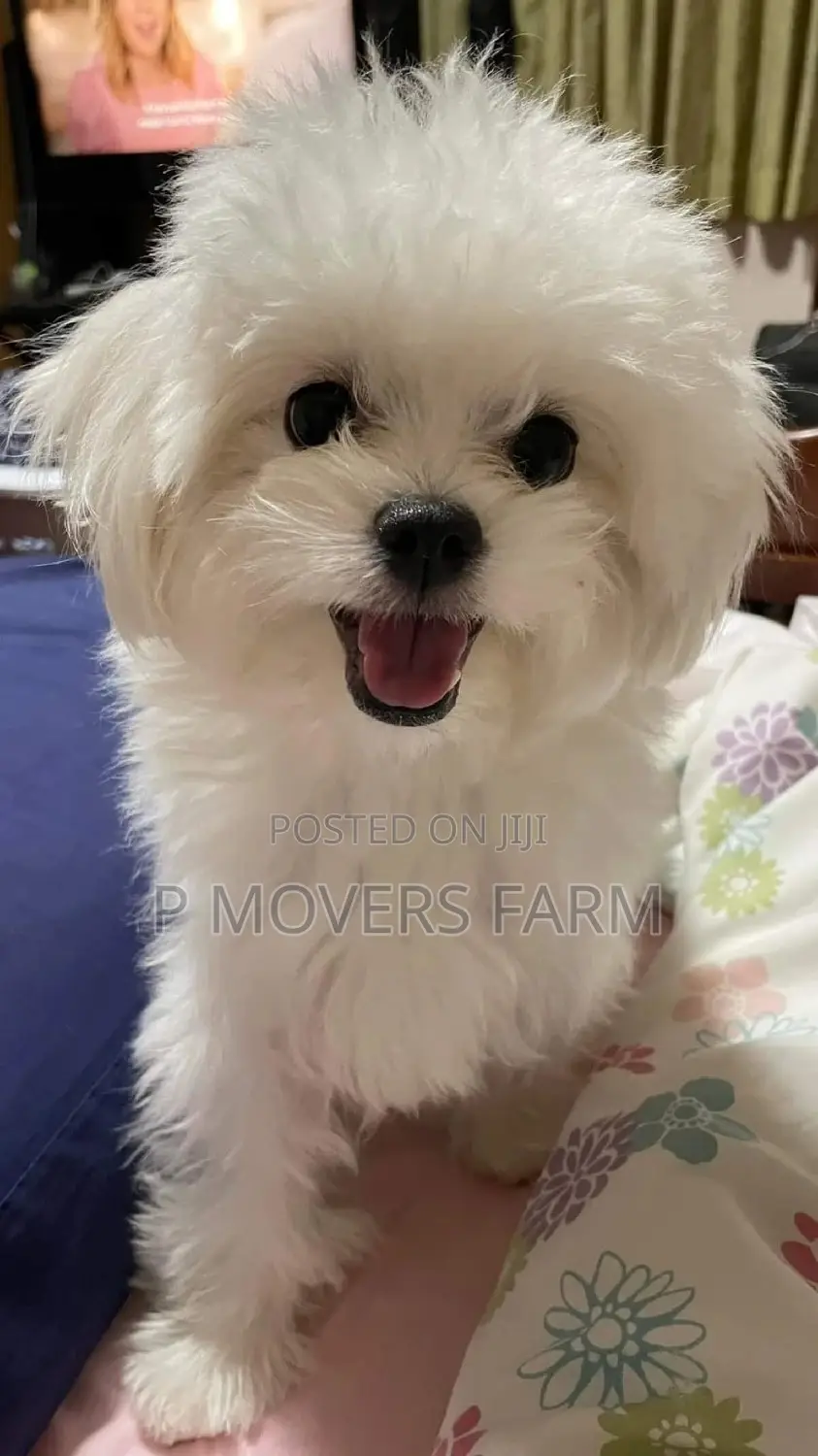 1-3 months Male Purebred Maltese
