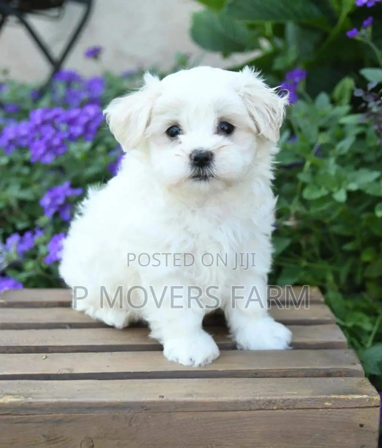 1-3 months Male Purebred Maltese