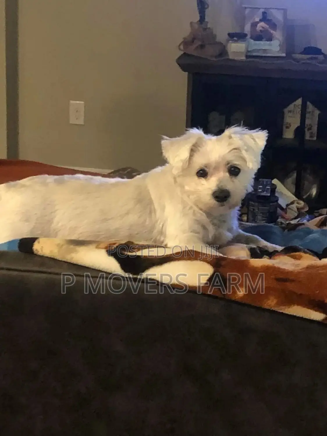 1-3 months Female Purebred Maltese